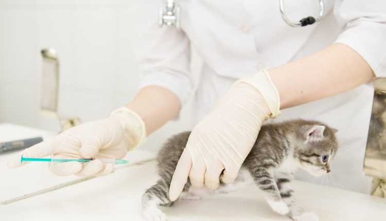 تربية القطط في المنزل التطعيم