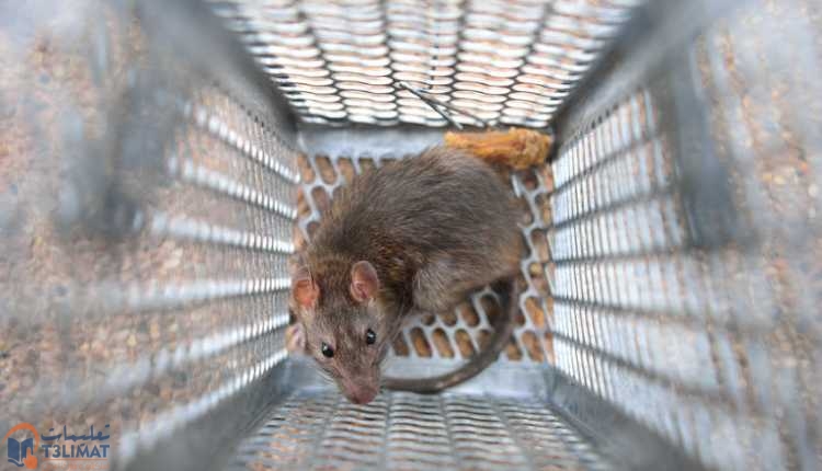التخلص من الفئران تواصل مع فريق مكافحة الحشرات والقوارض