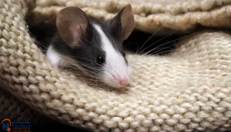 التخلص من الفئران حدد أماكن تواجد الفئران