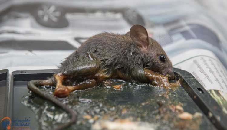 التخلص من الفئران علامات وجود الفأر وكيفية التخلص من الفئران