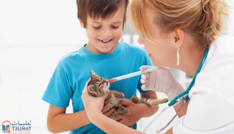 القطط حديثة الولادة استشارة الطبيب البيطري من وقت لآخر