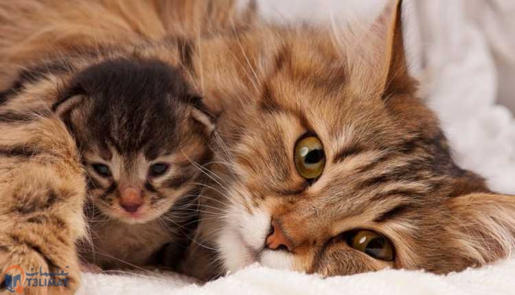القطط حديثة الولادة انتظار عودة القطة الأم