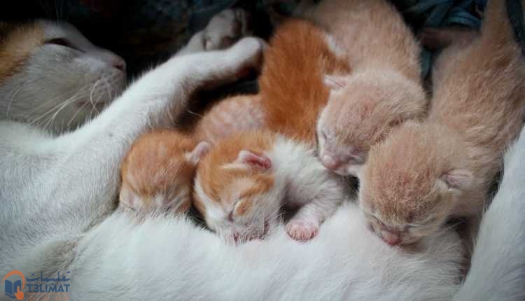 القطط حديثة الولادة انظر إلى حالة القطط حديثة الولادة