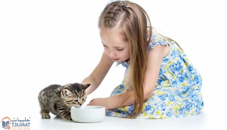 القطط حديثة الولادة تحضير طعام القطط حديثة الولادة بنفسك