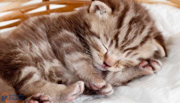 القطط حديثة الولادة تدفئة القطط الصغيرة وتوفير سبل الراحة