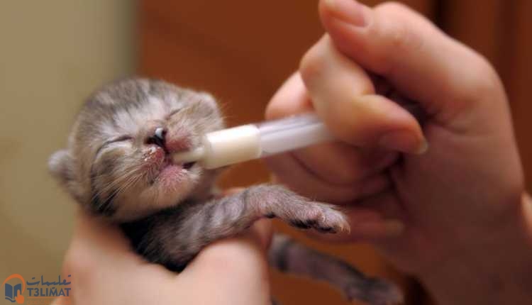 القطط حديثة الولادة طريقة إطعام القطط حديثة الولادة
