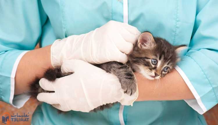 القطط حديثة الولادة طلب المساعدة من المتخصصين
