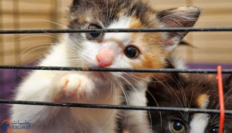 القطط حديثة الولادة مأوى الحيوانات الأليفة من الخيارات الجيدة