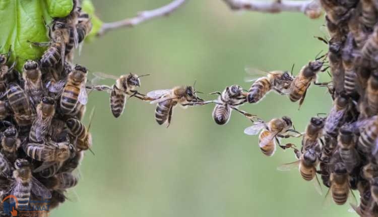 إنشاء منحل أنواع النحل ووظائفه