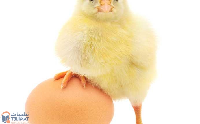 اختبار البيض معرفة البيض المخصب